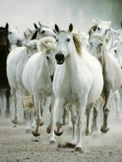 Other Wallpapers 0730